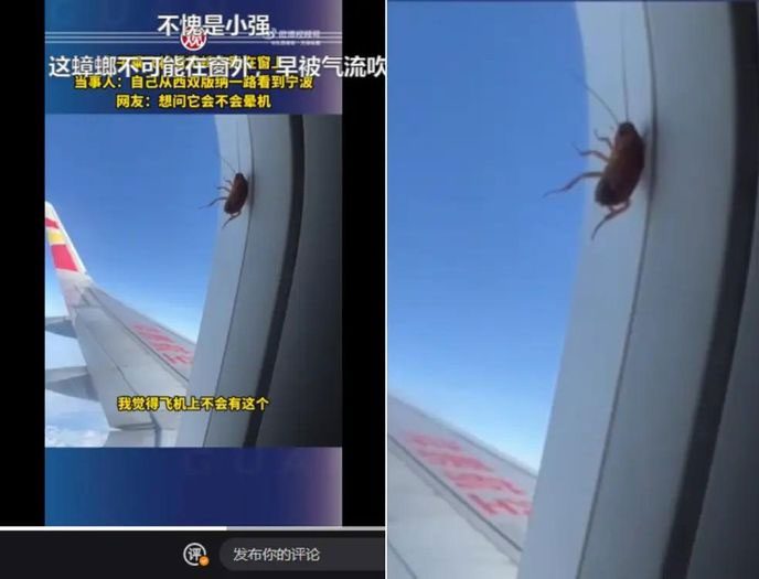 The cockroach wriggling up and down as the airplane flies above the clouds.