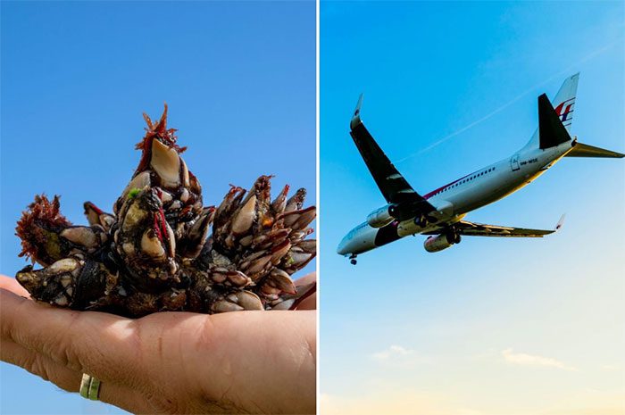 Barnacles will provide crucial information for the MH370 search.