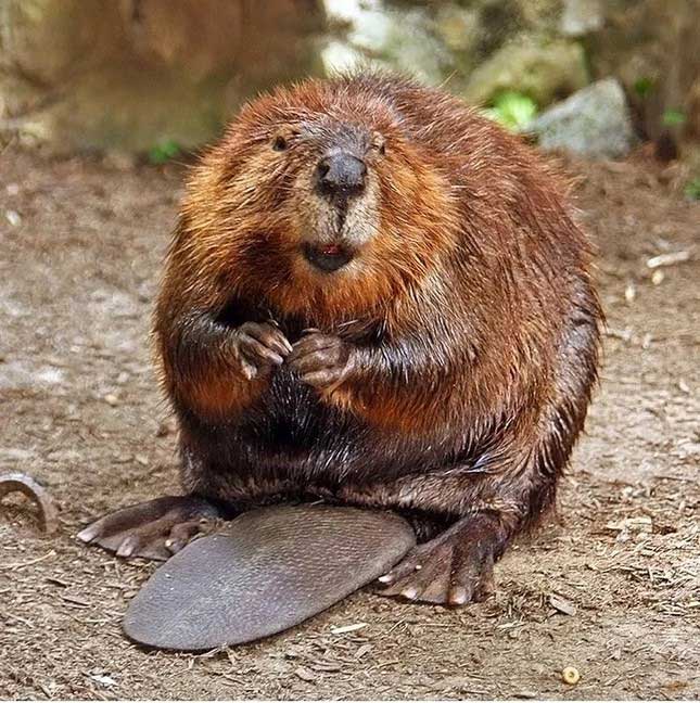 Beavers secrete castoreum, which has a sweet (and edible) scent from sacs located near their anus.