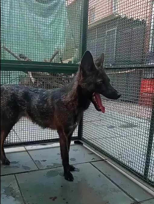 The hybrid between the South American grassland fox and the domestic dog.