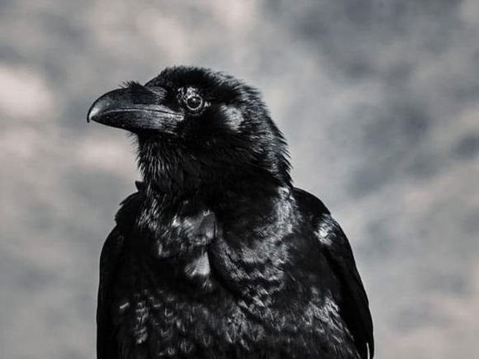 A crow