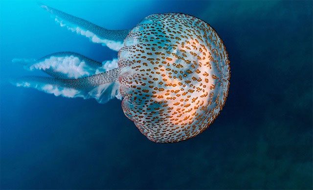 Jellyfish are low in calories and fat