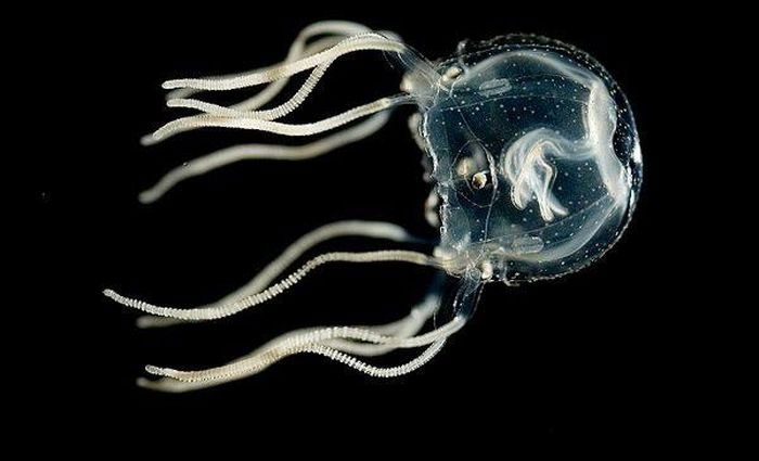 Caribbean box jellyfish can learn without a brain.