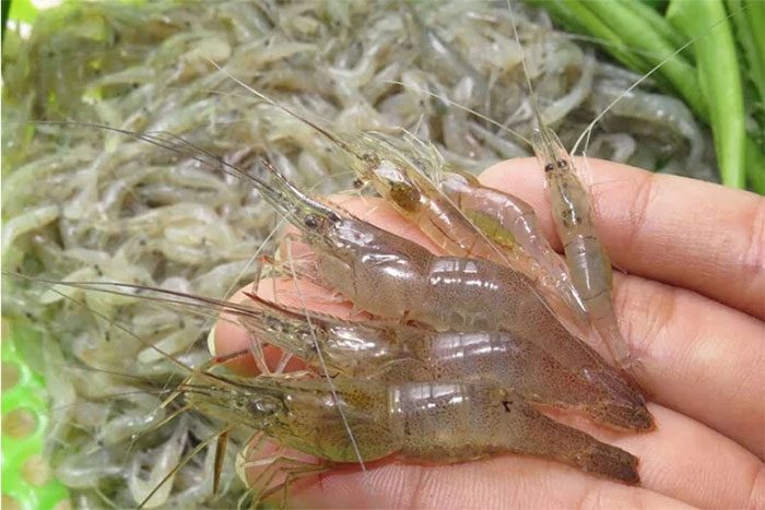 Prawn