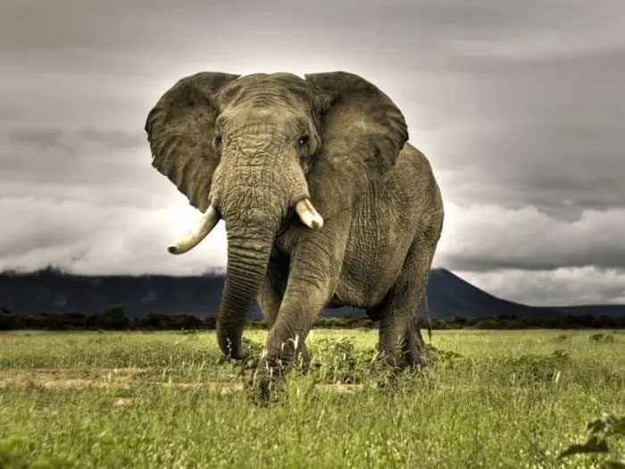An elephant