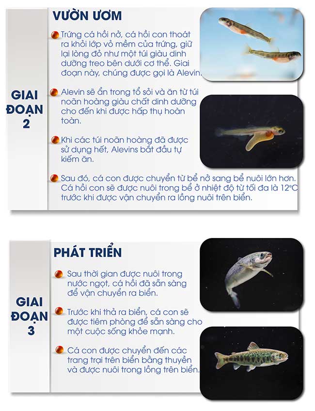 cong nghe nuoi ca hoi na uy 3