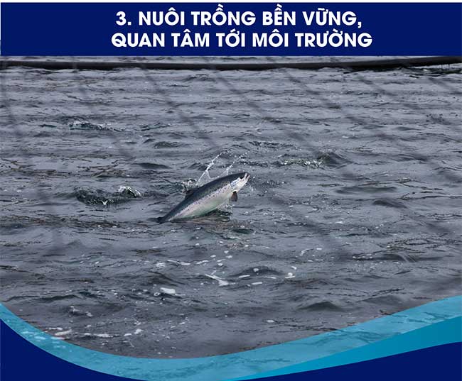 cong nghe nuoi ca hoi na uy 5