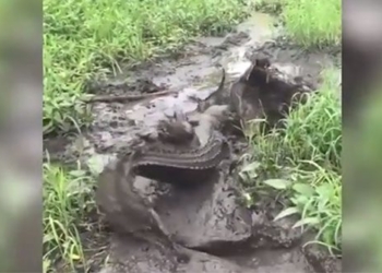 crocodile species almost extinct attacked by net 130254