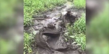 crocodile species almost extinct attacked by net 130254