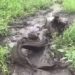crocodile species almost extinct attacked by net 130254
