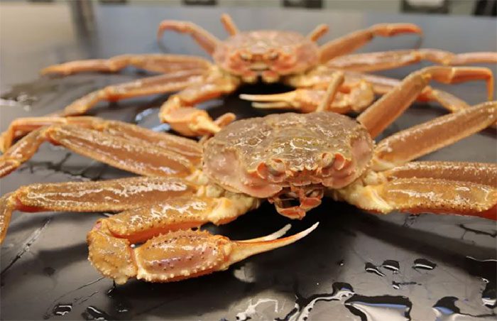 Warmer temperatures are related to increased mortality in adult crabs.