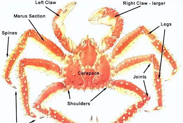 King crab is a valuable seafood, so prices are always high.