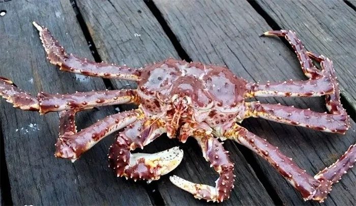 The long growth cycle of king crab is a key factor leading to high prices.