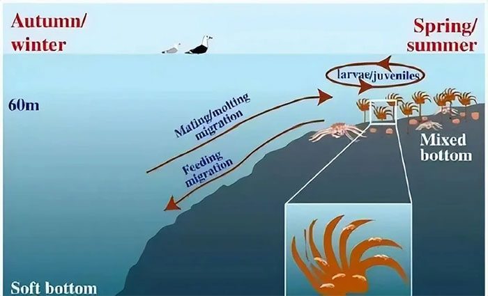 The ecological environment of king crab is relatively unique and complex