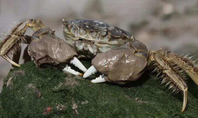 Chinese mitten crabs can grow as large as a plate, with distinctive fur on their legs.