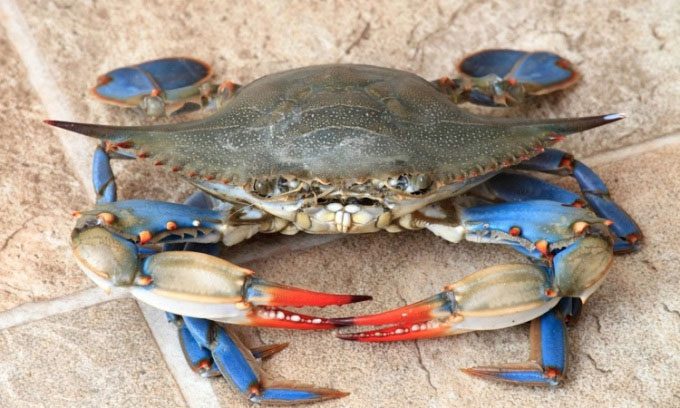 Atlantic Blue Crab has invaded much of the Mediterranean.