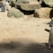 cute pictures of the smallest bird species 129842