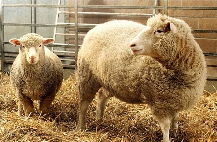Dolly the sheep - a breakthrough that changed the entire scientific mindset.