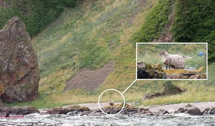 The sheep, now known as Fiona, was stuck at the base of the cliff in Cromarty Firth