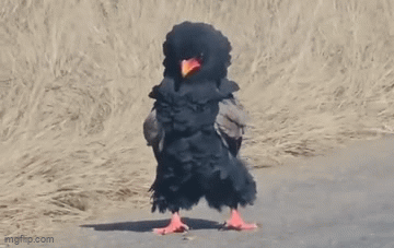 A bird fluffing its feathers with a proud upright stance.