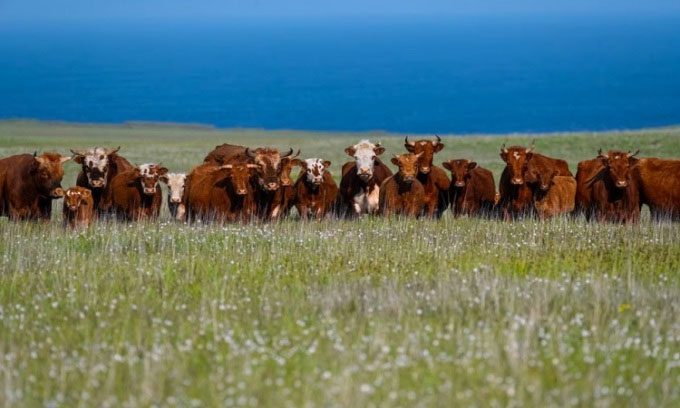 Wild cows roam freely on Chirikof Island without predators.