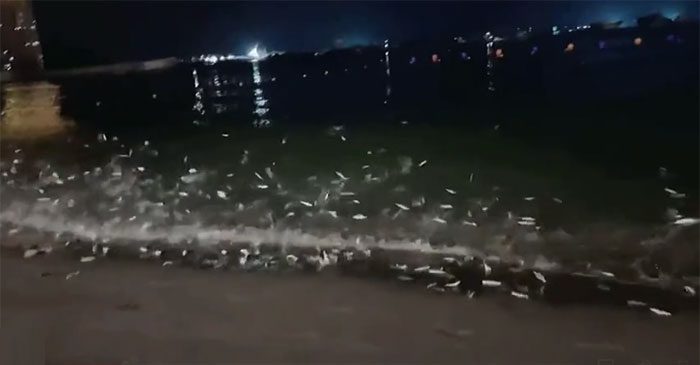 School of fish leaping onto the beach