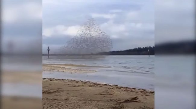A flock of starlings soaring over the beach.