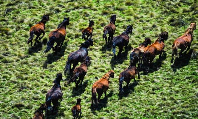 Wild horses in Kosciuszko National Park.