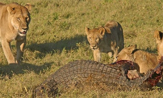 The defeated crocodile overwhelmed by the number of lionesses.