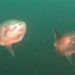 dangerous rotation about 2 sunfish while hanging out outside thai binh duong 131164