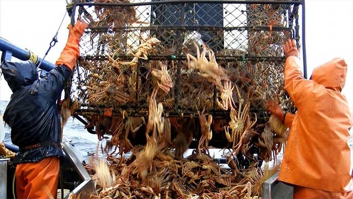 Many countries and regions have set quotas for king crab fishing