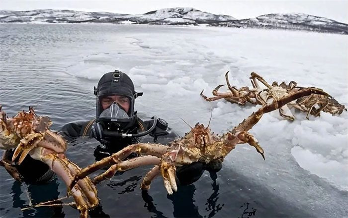 King crab is a rare seafood species