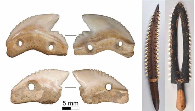 Two tiger shark tooth blades found in Indonesia