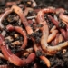 darwin surprised by the intelligence of a species of earthworm 129250