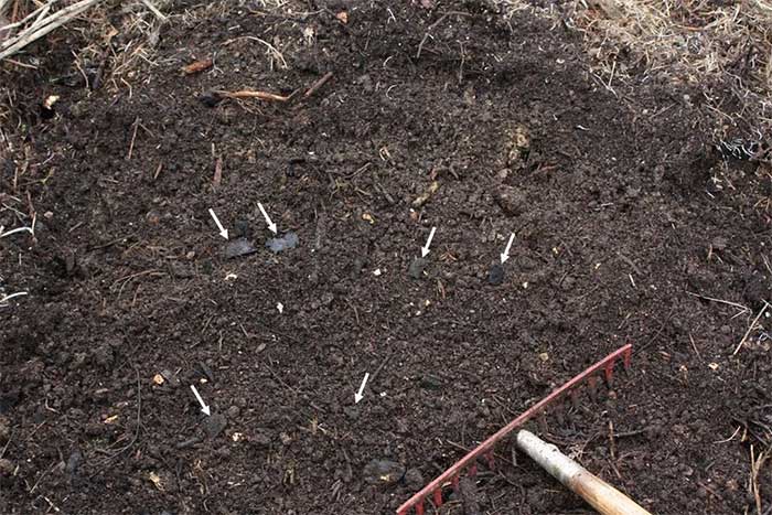 Dark earth (Terra Preta) created with charcoal pieces indicated by white arrows.