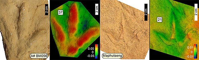 Three-toed footprints resembling birds that baffle scientists.