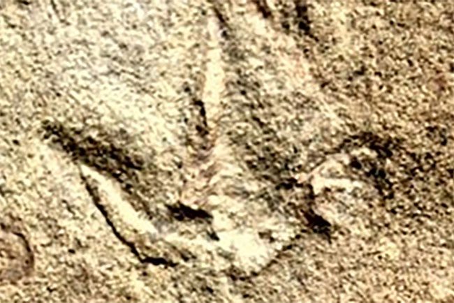 Three-toed bird-like footprint found before the first birds appeared on Earth.