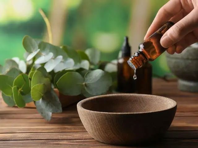 Do not ingest eucalyptus oil directly.