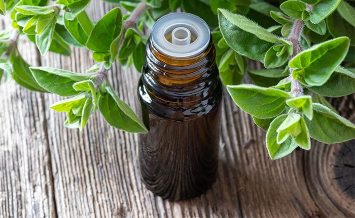 Oregano has long been used in traditional medicine to treat respiratory conditions.