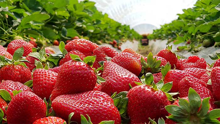 Strawberries