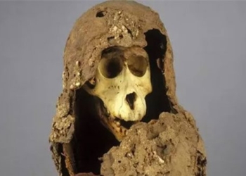 decoding the mystery of 118 years of mummification when placed in 130954