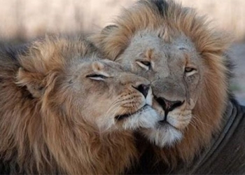 discover new aspects of same sex sexuality in animal species 130223