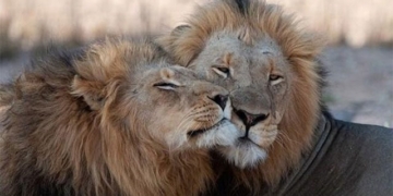 discover new aspects of same sex sexuality in animal species 130223