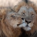 discover new aspects of same sex sexuality in animal species 130223
