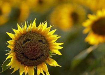 discover the age of the happiest human 129956