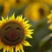 discover the age of the happiest human 129956