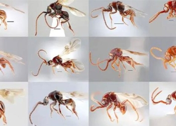 discovery 16 new strange species of microbe in vietnam 130049