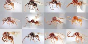 discovery 16 new strange species of microbe in vietnam 130049