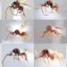 discovery 16 new strange species of microbe in vietnam 130049