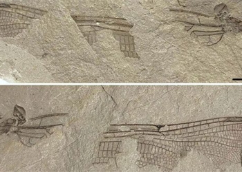 discovery of 200 million year old stone flowers similar to modern species in england 130683